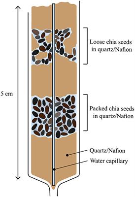 Correlative Visualization of Root Mucilage Degradation Using X-ray CT and MRI